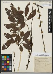 Foto von Salix appendiculata Vill.